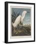 Illustration from 'Birds of America', 1827-38-John James Audubon-Framed Giclee Print