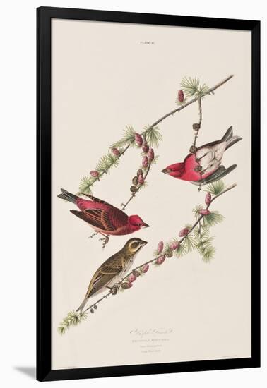 Illustration from 'Birds of America', 1827-38-John James Audubon-Framed Giclee Print