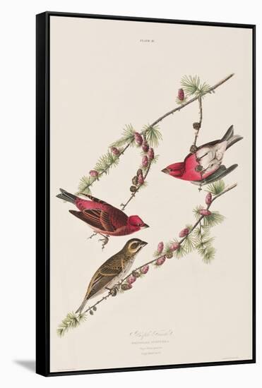 Illustration from 'Birds of America', 1827-38-John James Audubon-Framed Stretched Canvas