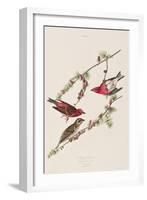 Illustration from 'Birds of America', 1827-38-John James Audubon-Framed Giclee Print