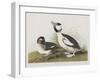 Illustration from 'Birds of America', 1827-38-John James Audubon-Framed Giclee Print