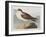 Illustration from 'Birds of America', 1827-38-John James Audubon-Framed Giclee Print