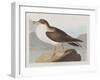 Illustration from 'Birds of America', 1827-38-John James Audubon-Framed Giclee Print