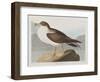 Illustration from 'Birds of America', 1827-38-John James Audubon-Framed Giclee Print