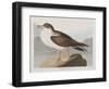 Illustration from 'Birds of America', 1827-38-John James Audubon-Framed Giclee Print