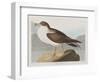 Illustration from 'Birds of America', 1827-38-John James Audubon-Framed Giclee Print