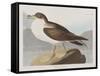 Illustration from 'Birds of America', 1827-38-John James Audubon-Framed Stretched Canvas