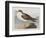 Illustration from 'Birds of America', 1827-38-John James Audubon-Framed Premium Giclee Print