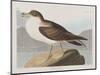 Illustration from 'Birds of America', 1827-38-John James Audubon-Mounted Premium Giclee Print