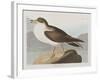 Illustration from 'Birds of America', 1827-38-John James Audubon-Framed Giclee Print