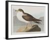 Illustration from 'Birds of America', 1827-38-John James Audubon-Framed Giclee Print