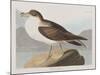 Illustration from 'Birds of America', 1827-38-John James Audubon-Mounted Giclee Print