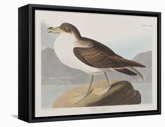 Illustration from 'Birds of America', 1827-38-John James Audubon-Framed Stretched Canvas