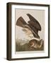 Illustration from 'Birds of America', 1827-38-John James Audubon-Framed Giclee Print