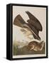 Illustration from 'Birds of America', 1827-38-John James Audubon-Framed Stretched Canvas