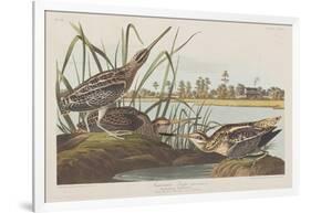 Illustration from 'Birds of America', 1827-38-John James Audubon-Framed Giclee Print