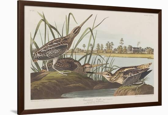 Illustration from 'Birds of America', 1827-38-John James Audubon-Framed Giclee Print