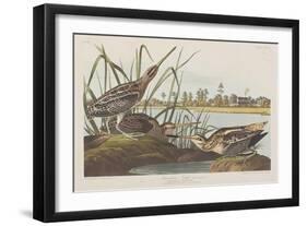 Illustration from 'Birds of America', 1827-38-John James Audubon-Framed Giclee Print