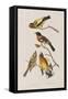 Illustration from 'Birds of America', 1827-38-John James Audubon-Framed Stretched Canvas