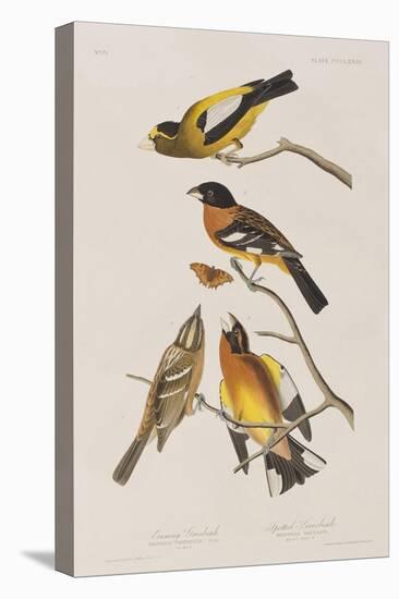 Illustration from 'Birds of America', 1827-38-John James Audubon-Stretched Canvas