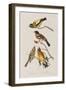 Illustration from 'Birds of America', 1827-38-John James Audubon-Framed Giclee Print