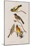 Illustration from 'Birds of America', 1827-38-John James Audubon-Mounted Giclee Print