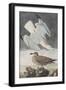 Illustration from 'Birds of America', 1827-38-John James Audubon-Framed Giclee Print