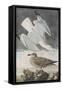 Illustration from 'Birds of America', 1827-38-John James Audubon-Framed Stretched Canvas