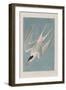 Illustration from 'Birds of America', 1827-38-John James Audubon-Framed Giclee Print