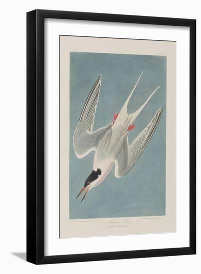 Illustration from 'Birds of America', 1827-38-John James Audubon-Framed Giclee Print