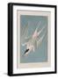 Illustration from 'Birds of America', 1827-38-John James Audubon-Framed Giclee Print