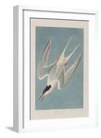 Illustration from 'Birds of America', 1827-38-John James Audubon-Framed Giclee Print