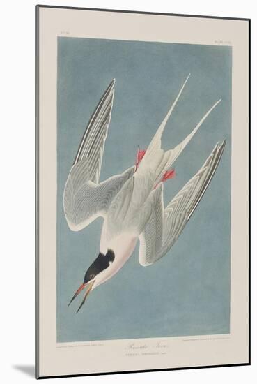 Illustration from 'Birds of America', 1827-38-John James Audubon-Mounted Giclee Print