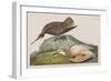 Illustration from 'Birds of America', 1827-38-John James Audubon-Framed Giclee Print