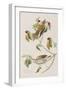 Illustration from 'Birds of America', 1827-38-John James Audubon-Framed Giclee Print