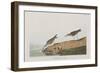 Illustration from 'Birds of America', 1827-38-John James Audubon-Framed Giclee Print