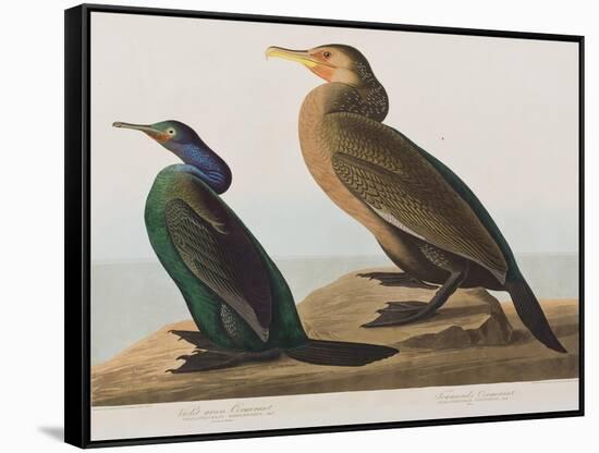 Illustration from 'Birds of America', 1827-38-John James Audubon-Framed Stretched Canvas