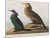 Illustration from 'Birds of America', 1827-38-John James Audubon-Mounted Giclee Print