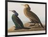 Illustration from 'Birds of America', 1827-38-John James Audubon-Framed Giclee Print