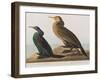 Illustration from 'Birds of America', 1827-38-John James Audubon-Framed Giclee Print