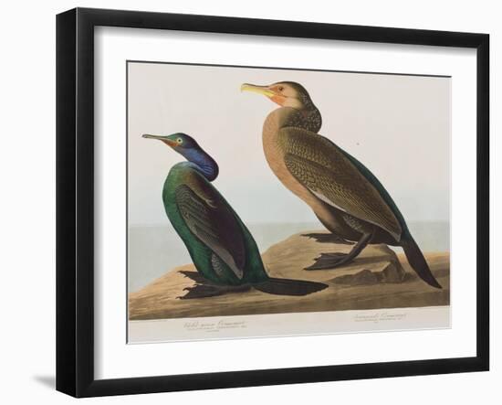 Illustration from 'Birds of America', 1827-38-John James Audubon-Framed Giclee Print