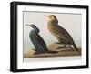 Illustration from 'Birds of America', 1827-38-John James Audubon-Framed Giclee Print