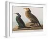 Illustration from 'Birds of America', 1827-38-John James Audubon-Framed Giclee Print