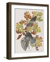 Illustration from 'Birds of America', 1827-38-John James Audubon-Framed Giclee Print