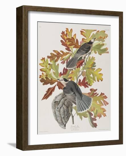 Illustration from 'Birds of America', 1827-38-John James Audubon-Framed Giclee Print