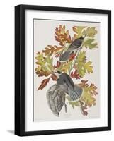 Illustration from 'Birds of America', 1827-38-John James Audubon-Framed Giclee Print