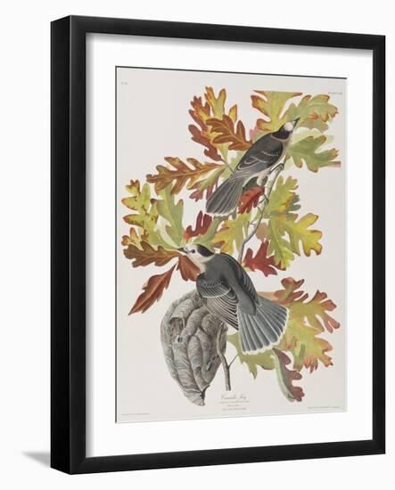 Illustration from 'Birds of America', 1827-38-John James Audubon-Framed Giclee Print