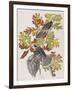 Illustration from 'Birds of America', 1827-38-John James Audubon-Framed Giclee Print