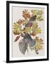 Illustration from 'Birds of America', 1827-38-John James Audubon-Framed Giclee Print