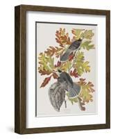 Illustration from 'Birds of America', 1827-38-John James Audubon-Framed Giclee Print